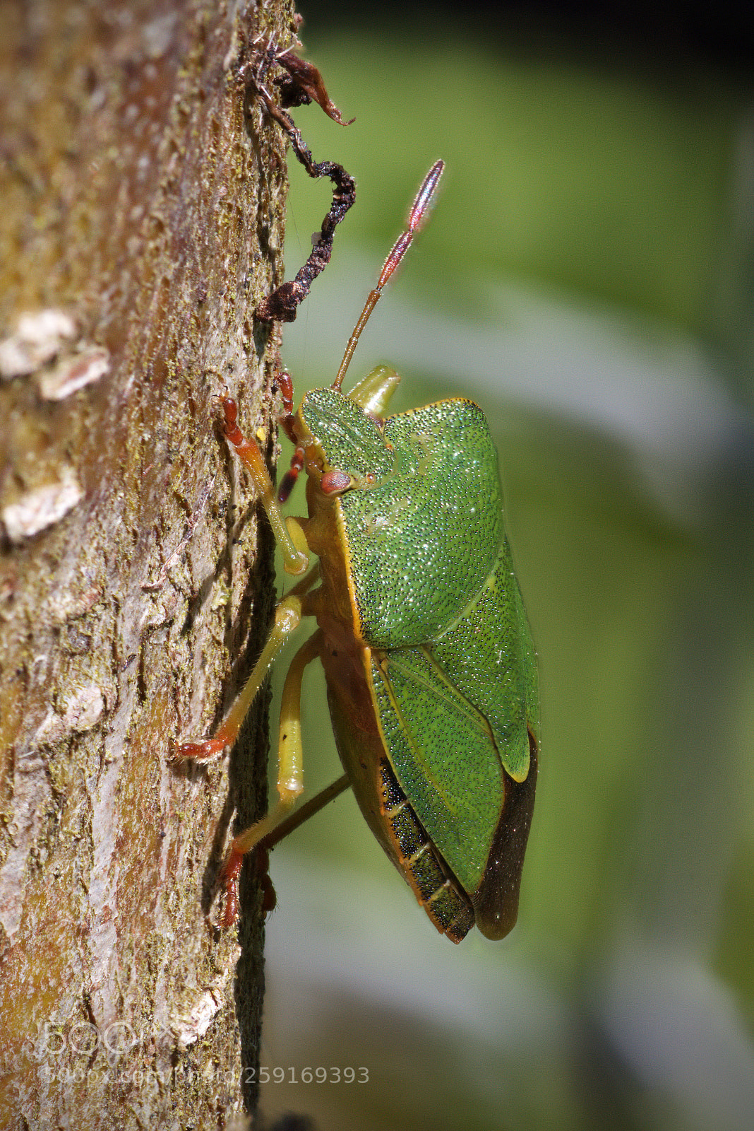 Canon EOS 70D sample photo. Green shield bug photography