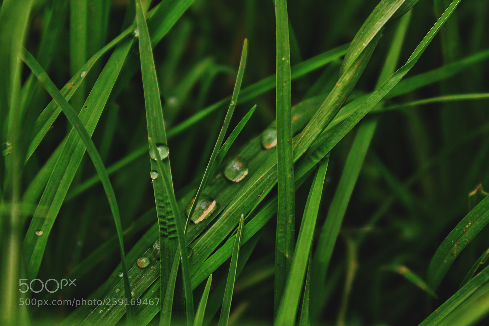 Canon EOS 700D (EOS Rebel T5i / EOS Kiss X7i) sample photo. Summer rains photography