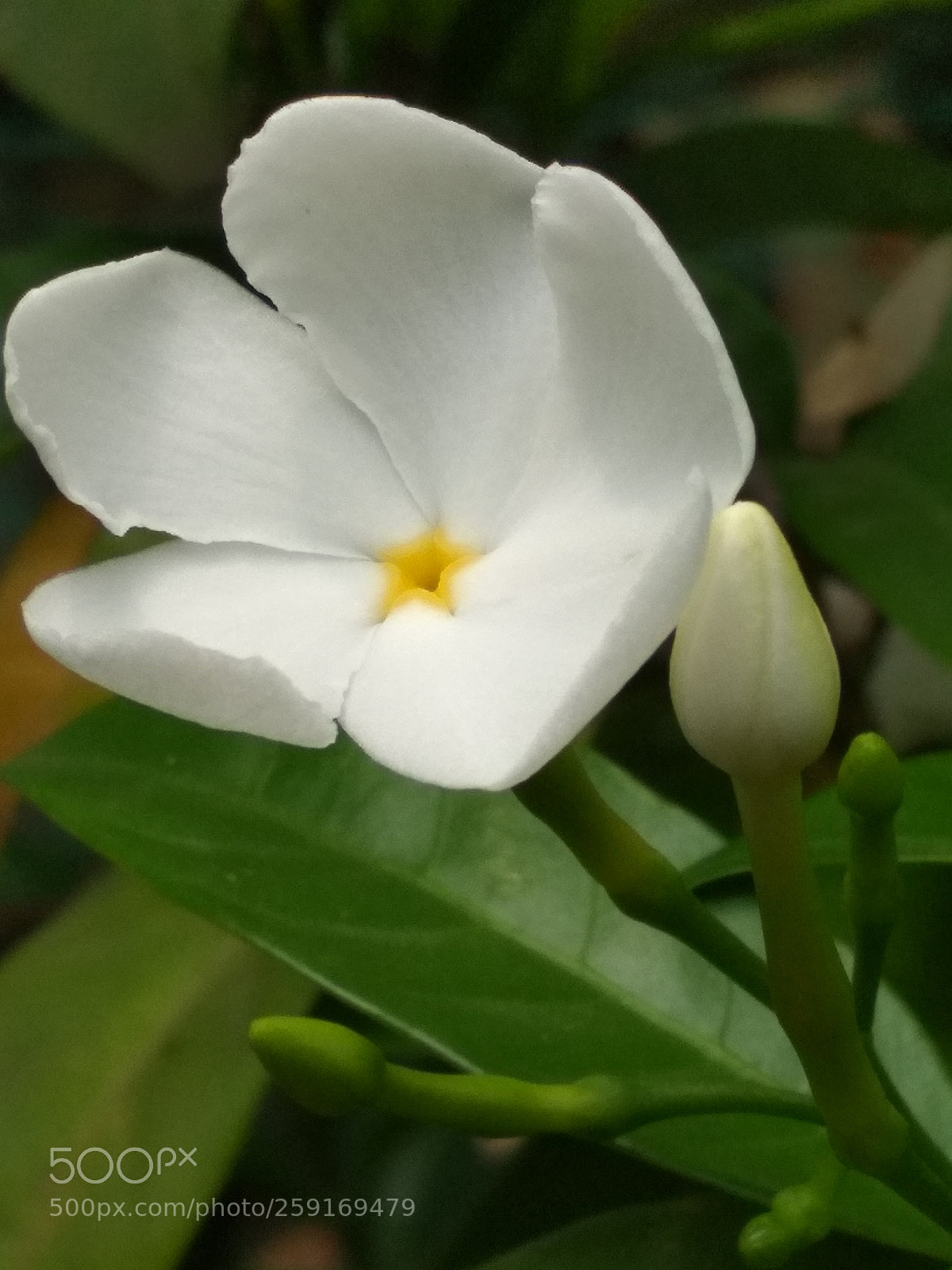 Xiaomi Redmi 4X sample photo. Untitled photography