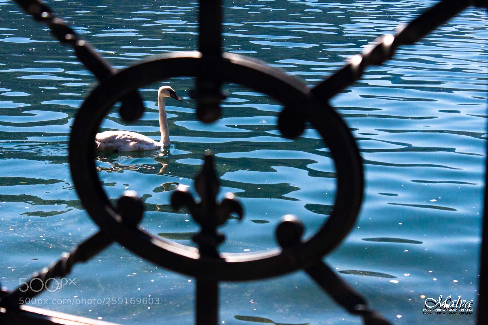 Canon EOS 40D sample photo. Perfect timing swan photography