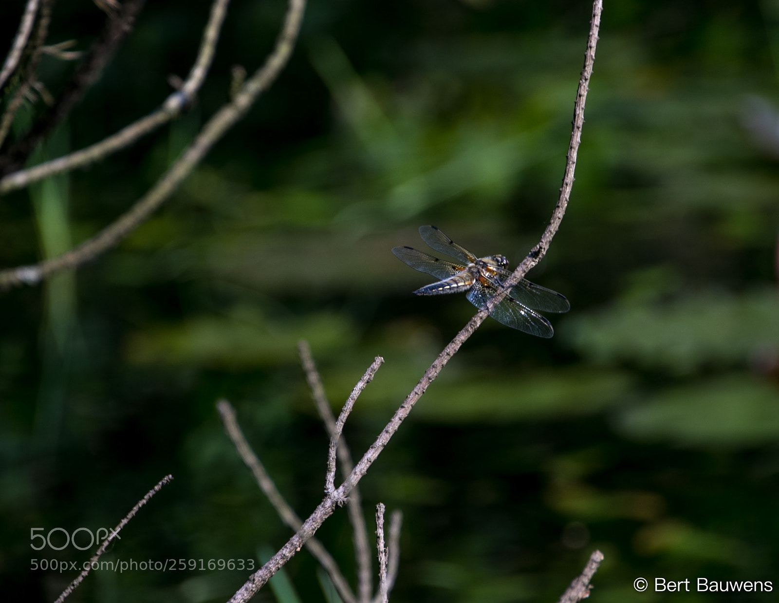 Canon EOS 80D sample photo. Dragonfly photography