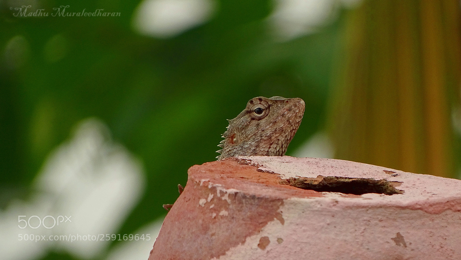 Sony Cyber-shot DSC-HX400V sample photo. Chamaleon photography