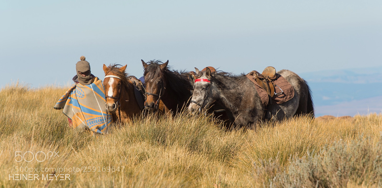 Nikon D4S sample photo. Basotho ponies photography