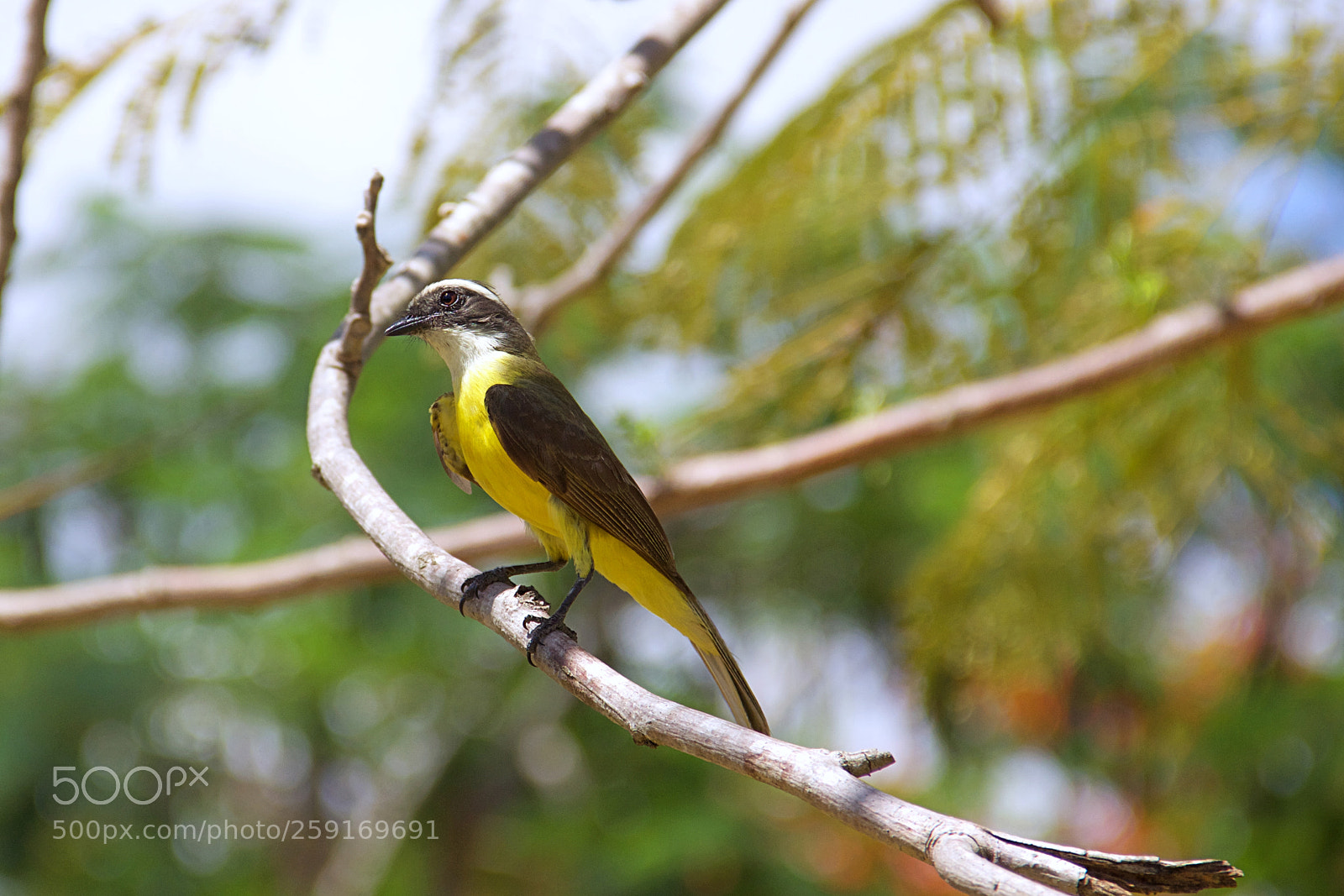 Canon EF-S 18-135mm F3.5-5.6 IS sample photo. Bird on branch photography