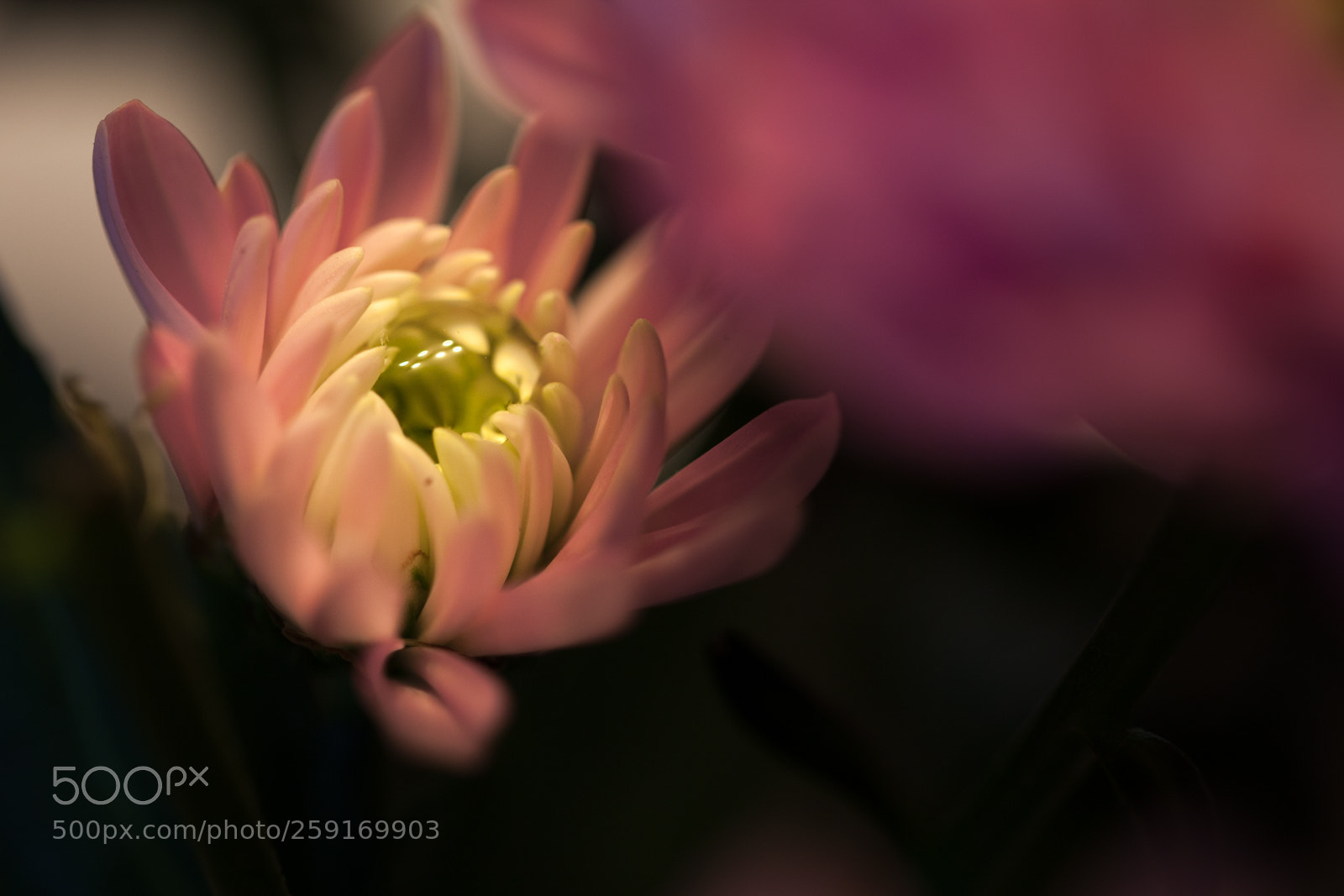 Canon EOS 5D Mark II sample photo. Color of spring photography