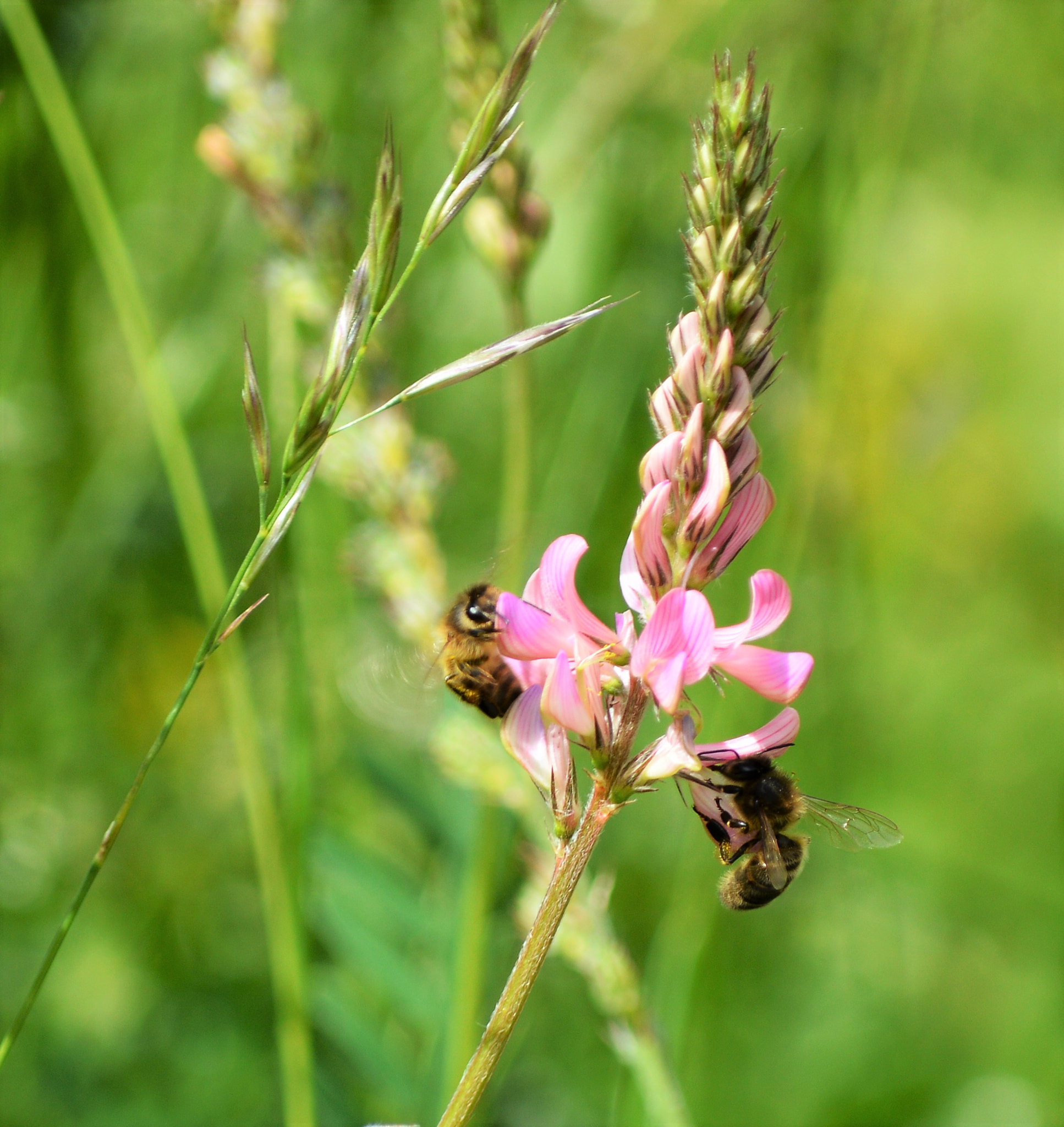 Nikon D3200 sample photo