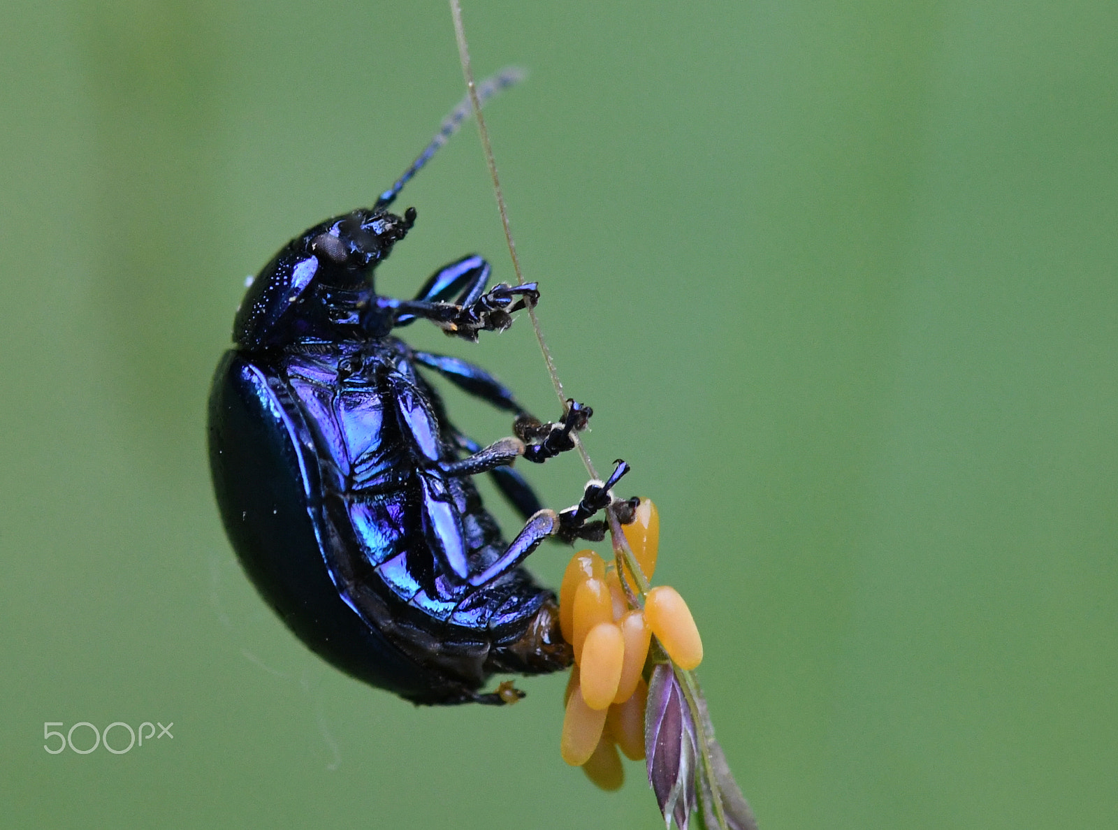 Nikon AF-S DX Micro-Nikkor 85mm F3.5G ED VR sample photo. Blauw muntgoudhaantje - chrysolina coerulans photography