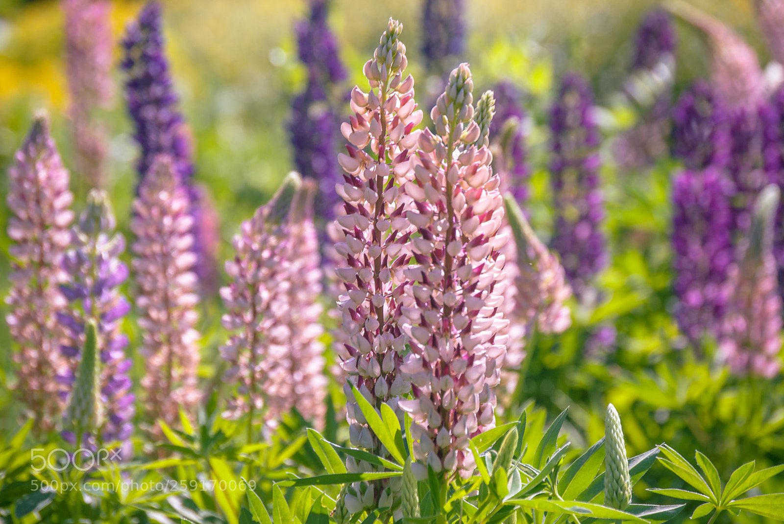 Nikon D60 sample photo. Delphinium is multicolored. photography
