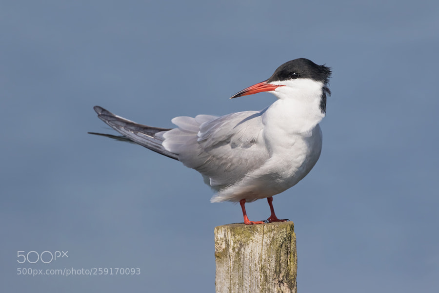 Canon EOS 7D Mark II sample photo. Common tern photography