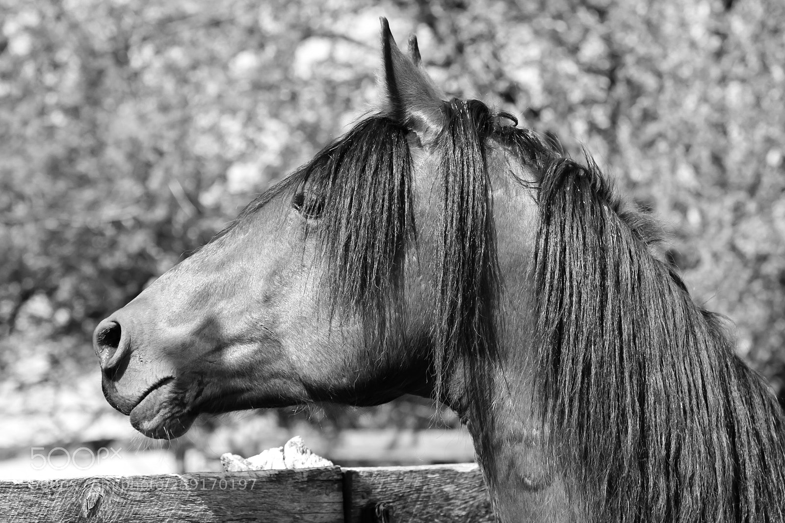 Canon EOS 7D sample photo. Chevy in b&w photography