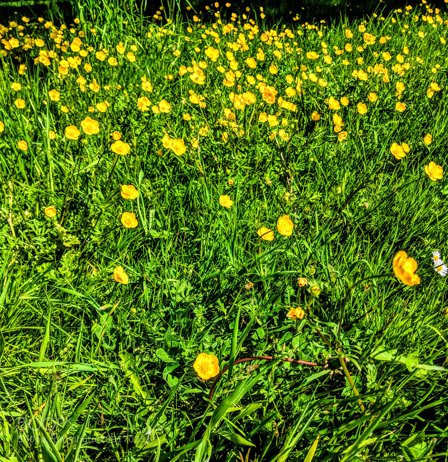 Google Pixel 2 sample photo. Buttercups photography