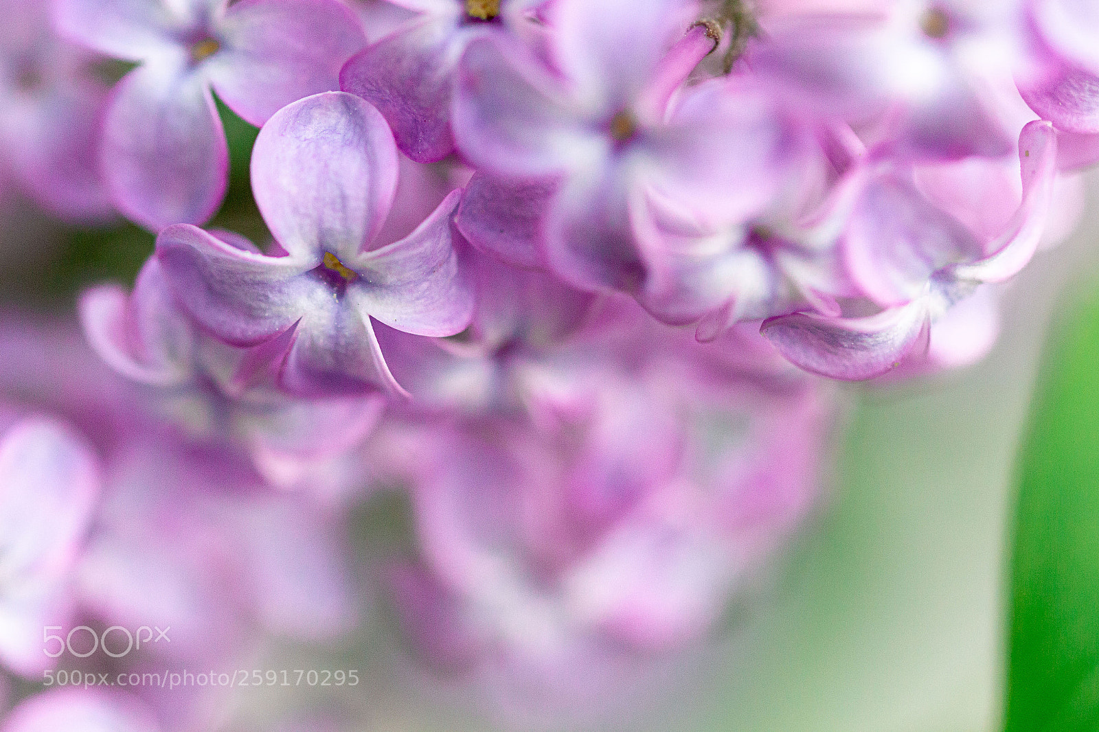 Canon EOS 700D (EOS Rebel T5i / EOS Kiss X7i) sample photo. Flieder - lilac photography