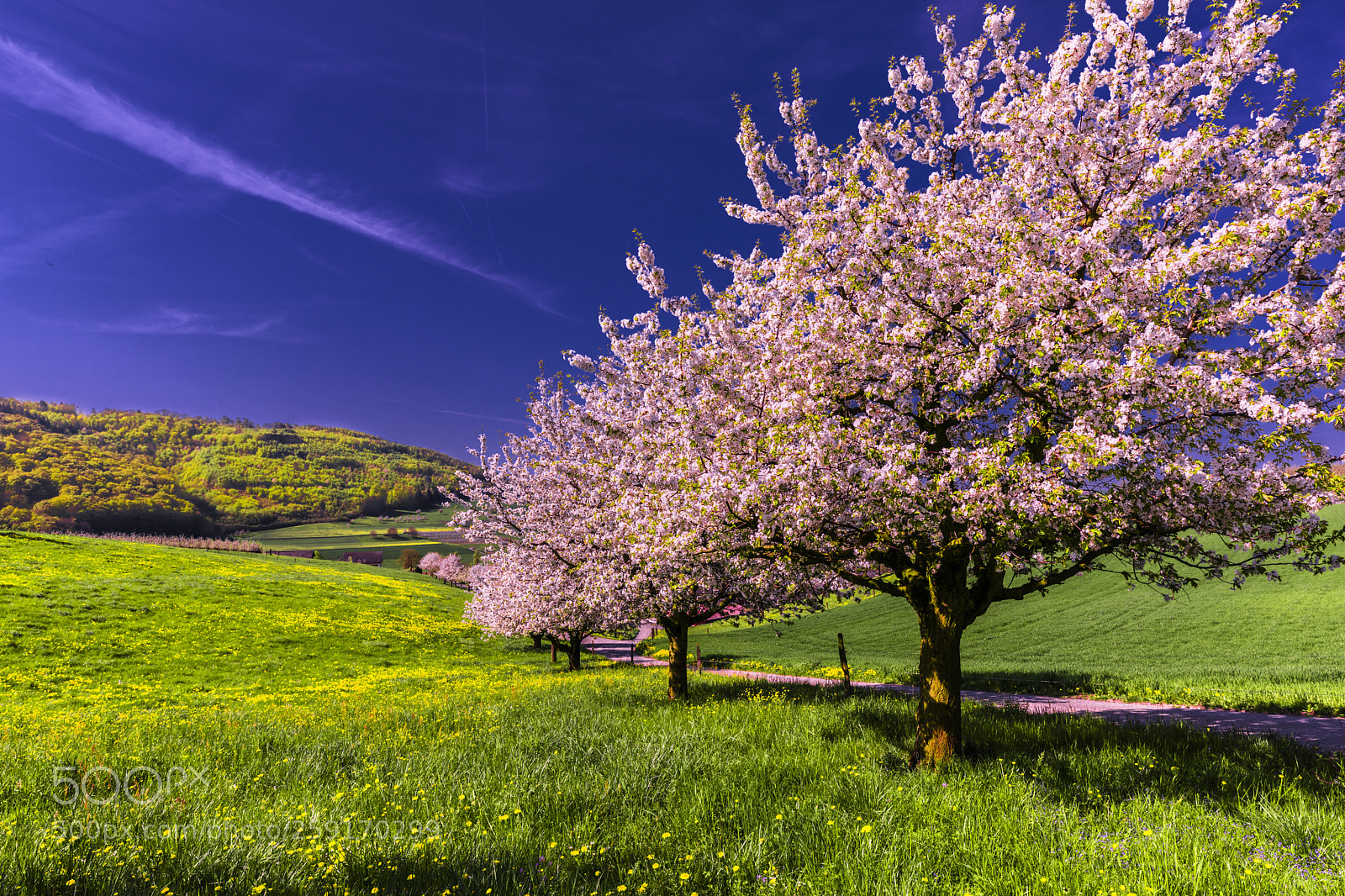 Canon EOS 5D Mark IV sample photo. Cherry blossom photography