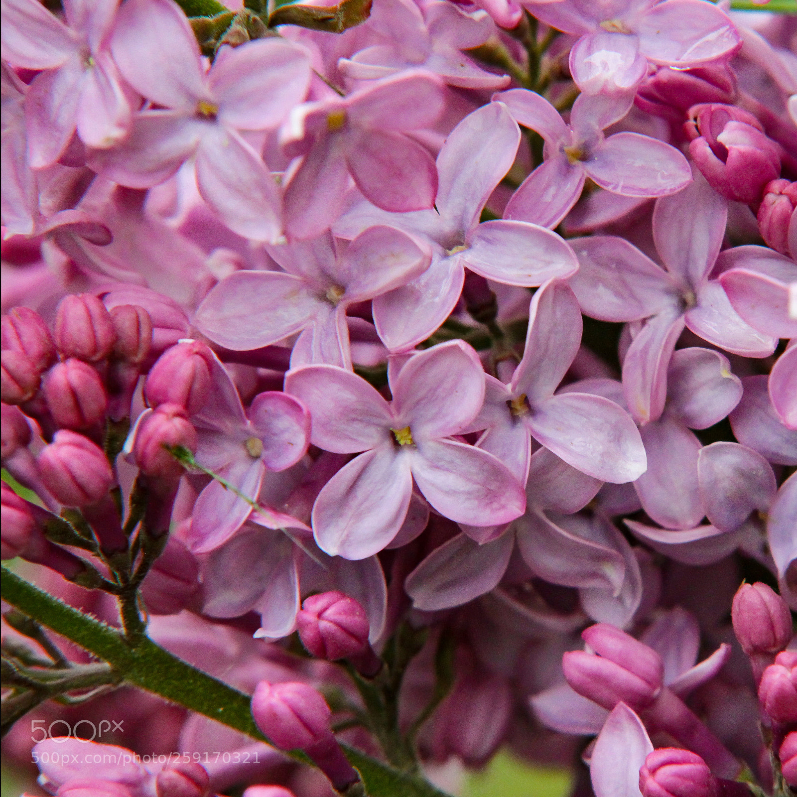 Canon EOS 7D sample photo. Lilac photography