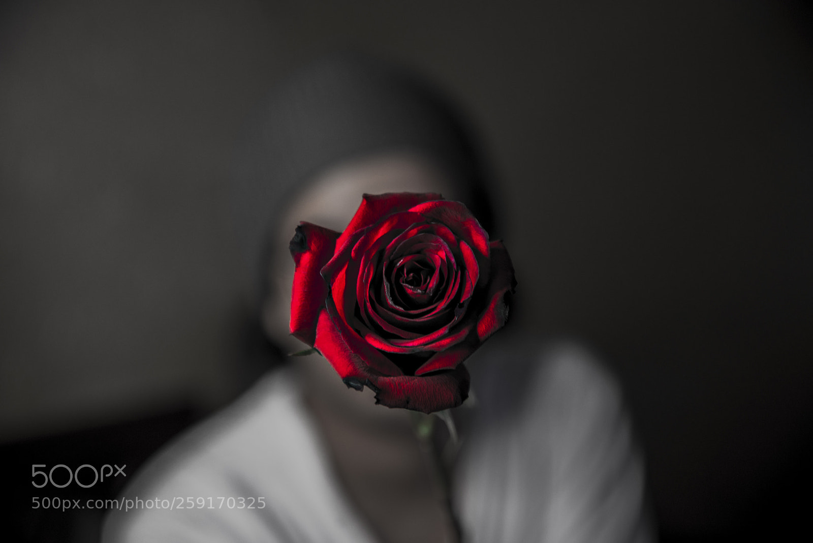 Nikon D610 sample photo. Flower photography
