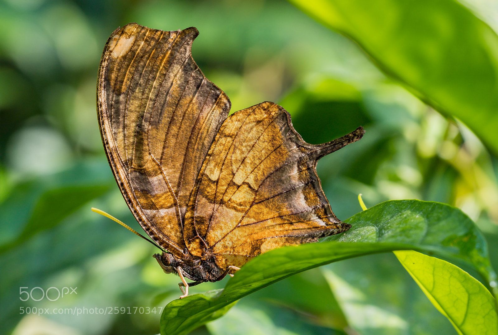 Canon EOS 6D Mark II sample photo. Tiger-striped leafwing photography