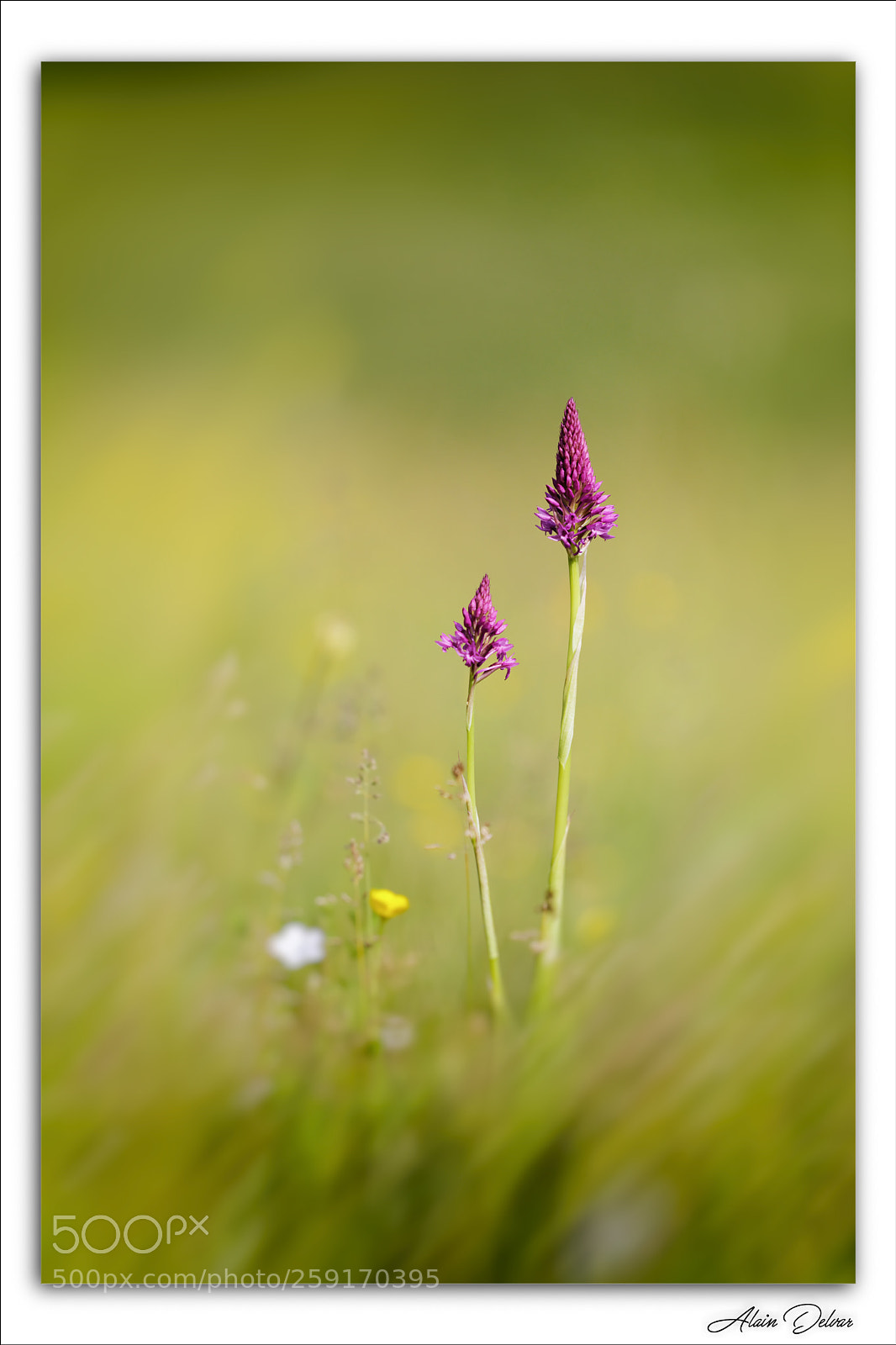 Canon EOS 5D Mark IV sample photo. Orchis pyramidal (anacamptis pyramidalis) photography