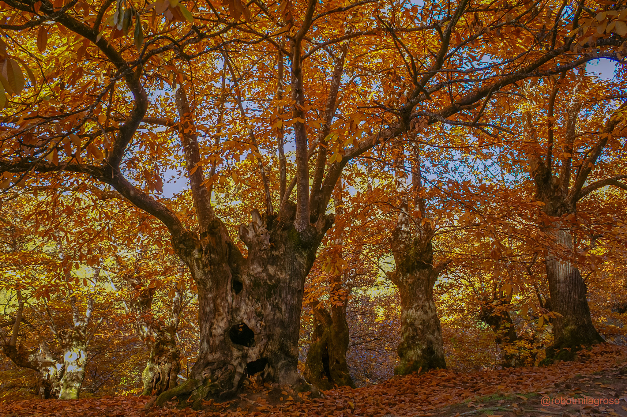 KONICA MINOLTA DYNAX 7D sample photo. Bosque de castaños en las médulas - león - españa photography