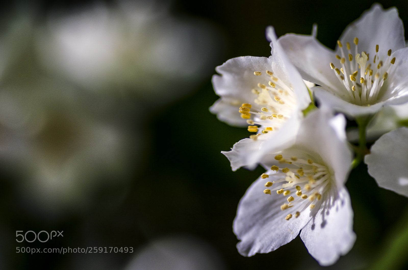Nikon D5100 sample photo. Blossom photography
