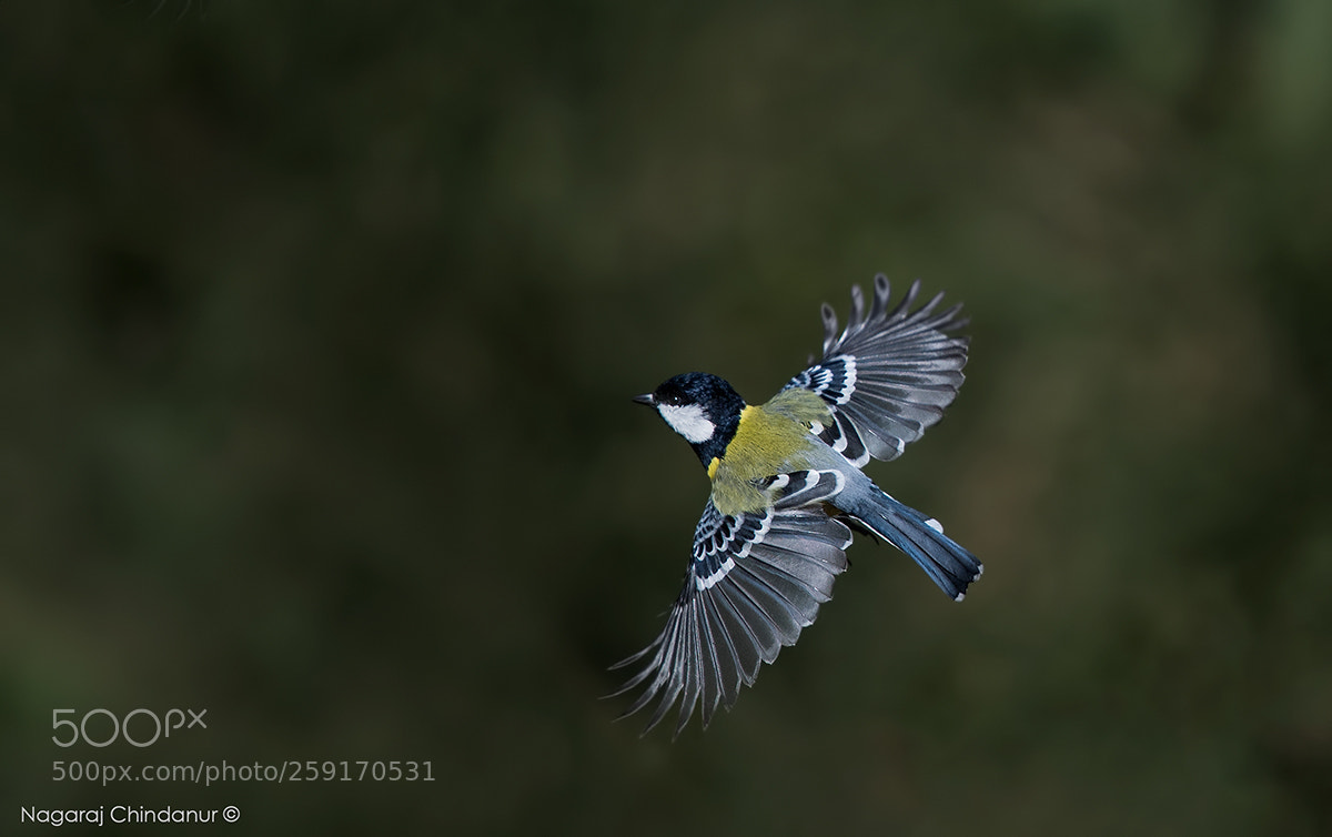 Nikon D5 sample photo. Green backed tit photography