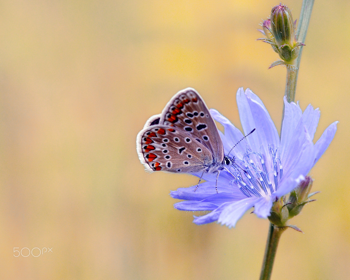 Nikon AF Micro-Nikkor 60mm F2.8D sample photo. Bf photography