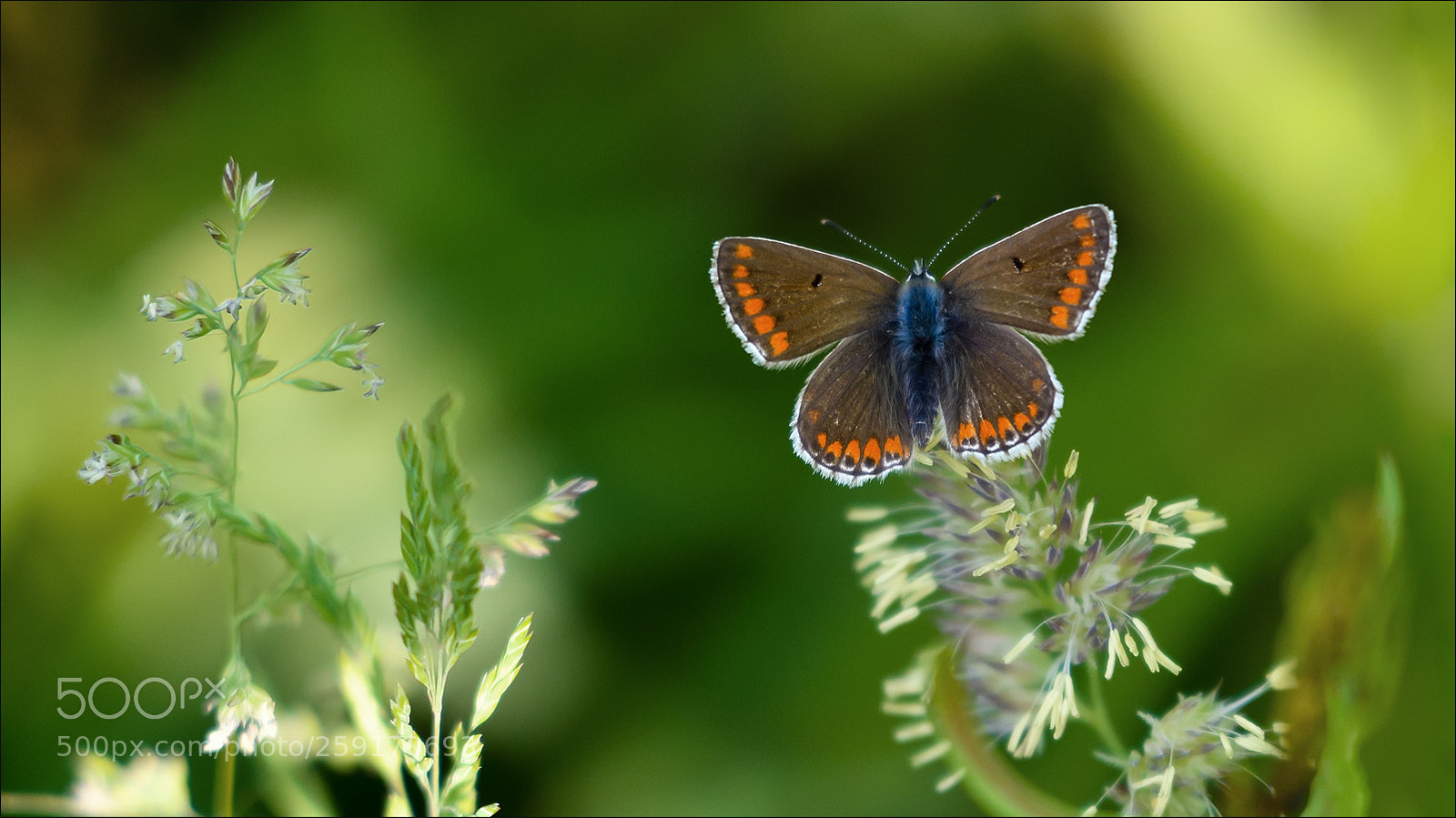Nikon D500 sample photo. Bruin blauwtje photography