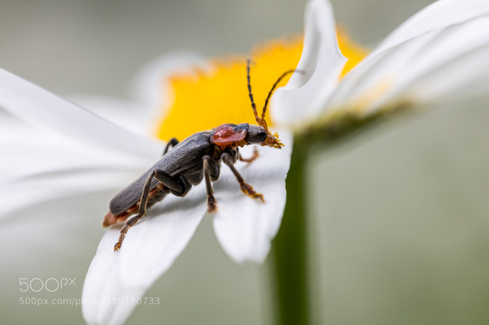 Canon EOS 5D Mark IV sample photo. Sur une marguerite photography