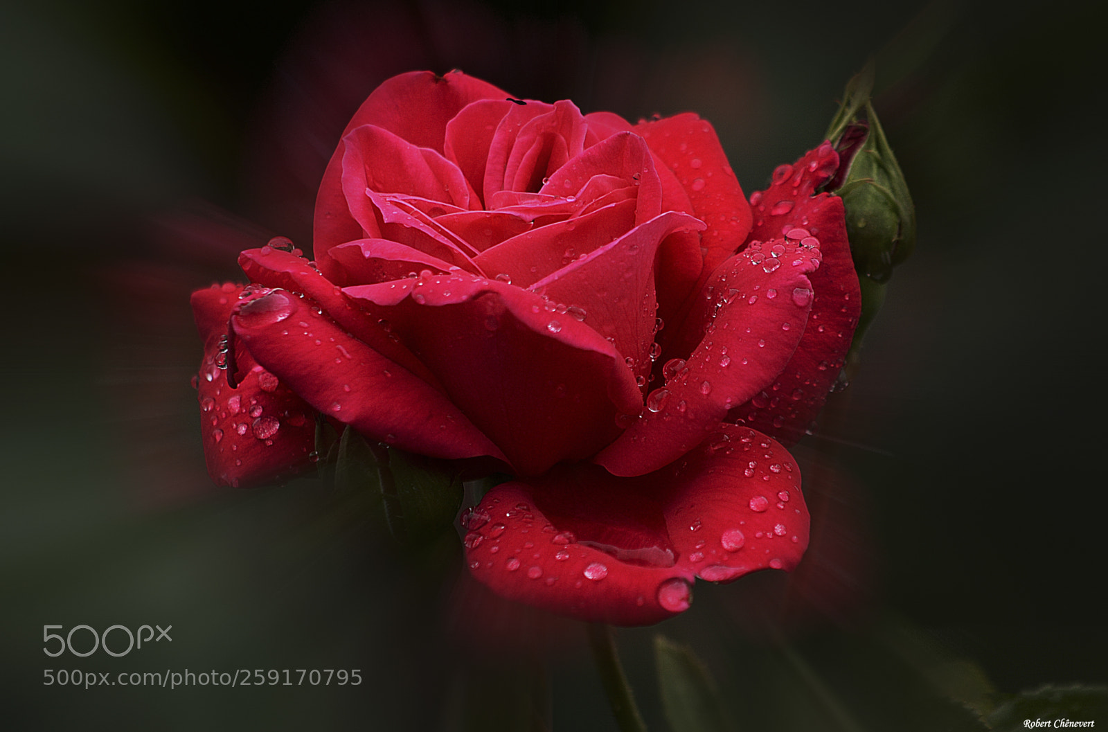 Canon EOS 60D sample photo. Morning dew photography