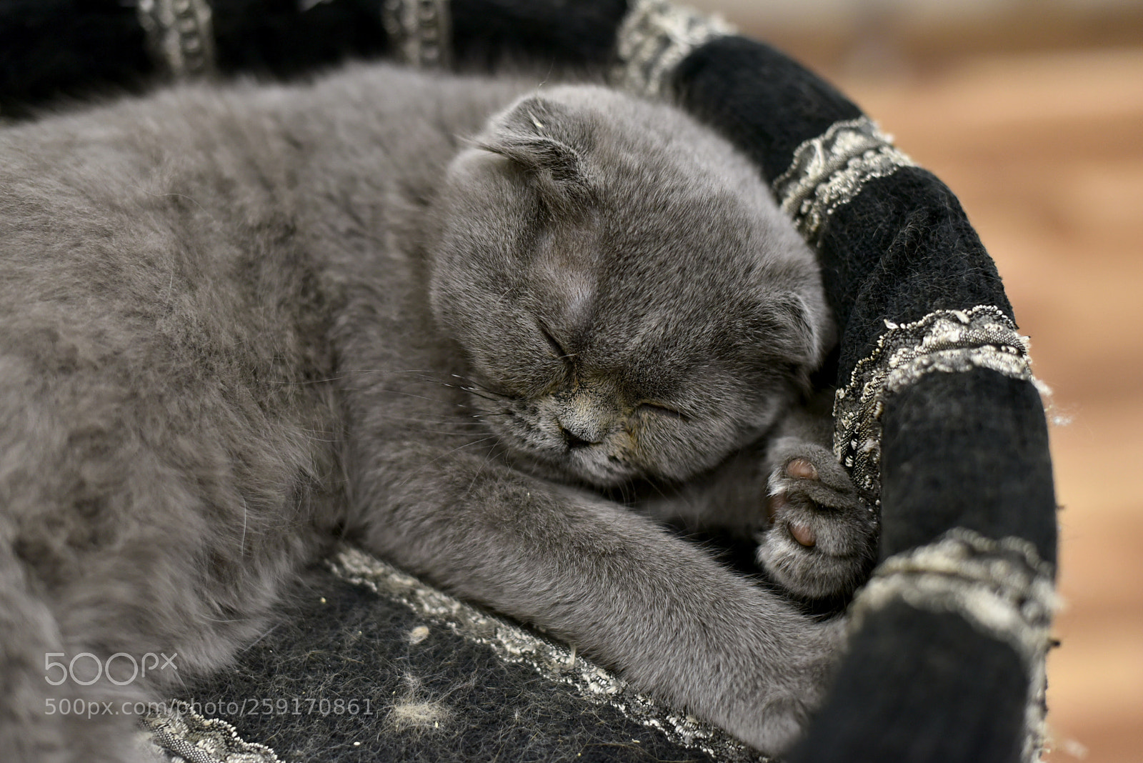 Nikon D750 sample photo. Sweet dream... photography