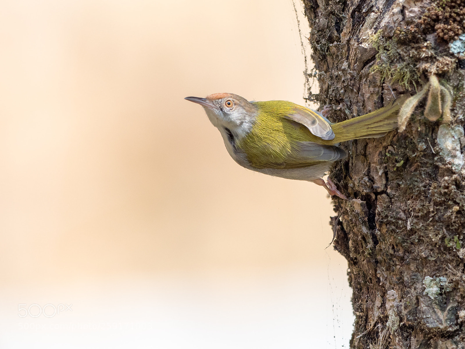 Olympus OM-D E-M1 Mark II sample photo. Common tailorbird photography
