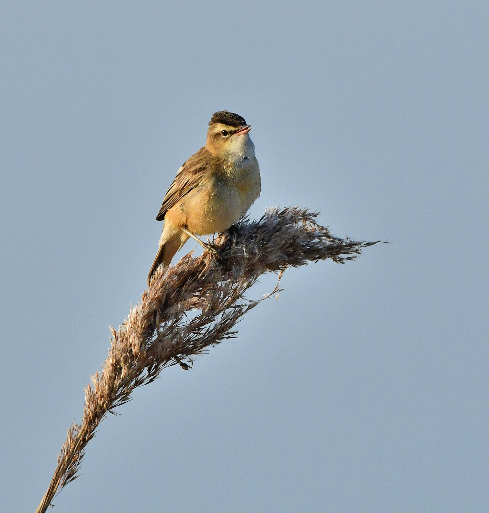 Nikon D500 + Nikon AF-S Nikkor 500mm F4G ED VR sample photo. Rietzanger photography