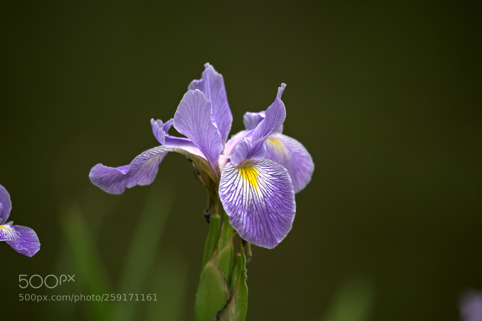 Canon EOS 6D sample photo. Purple iris photography
