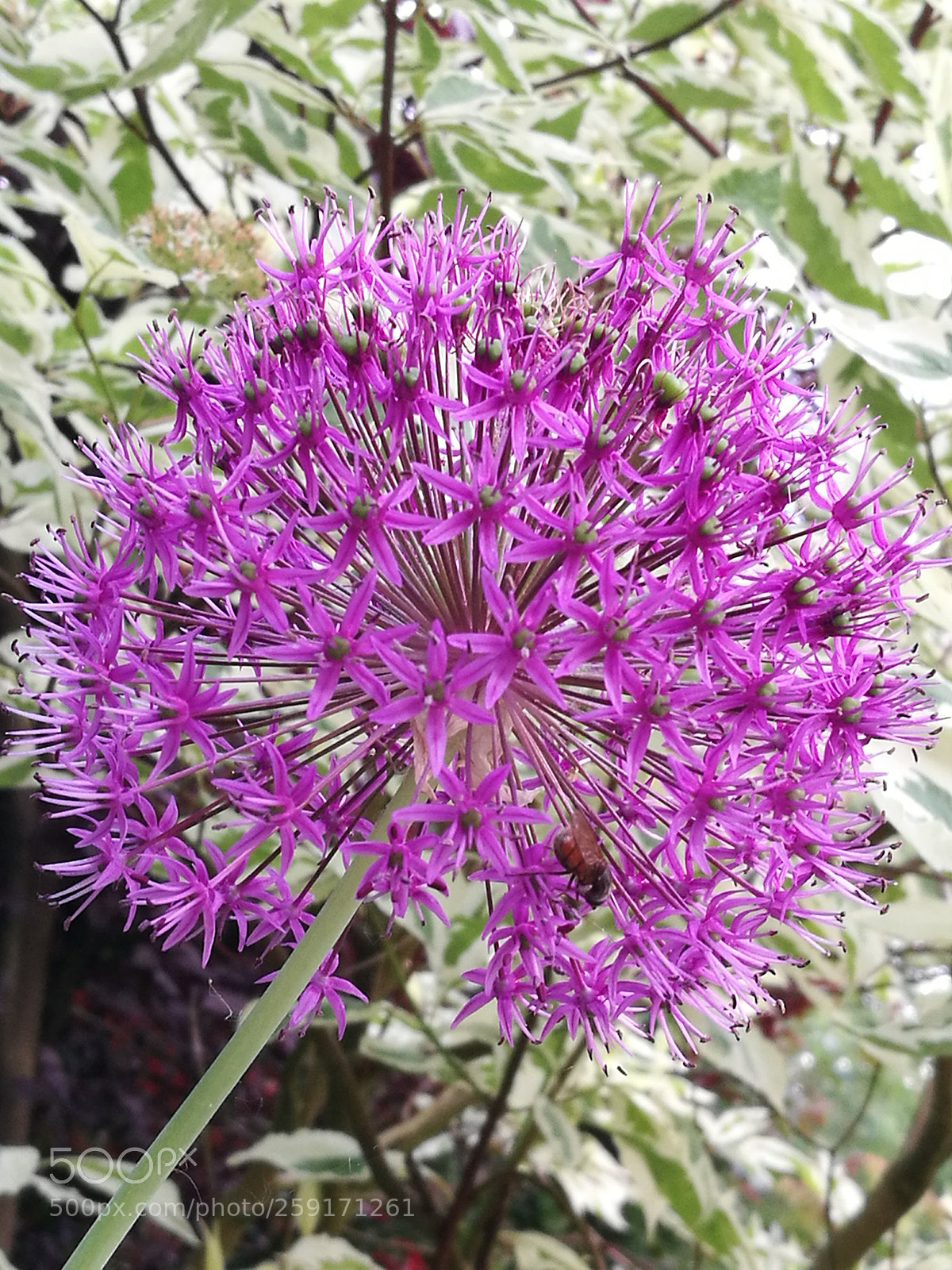 HUAWEI P9 sample photo. Allium photography