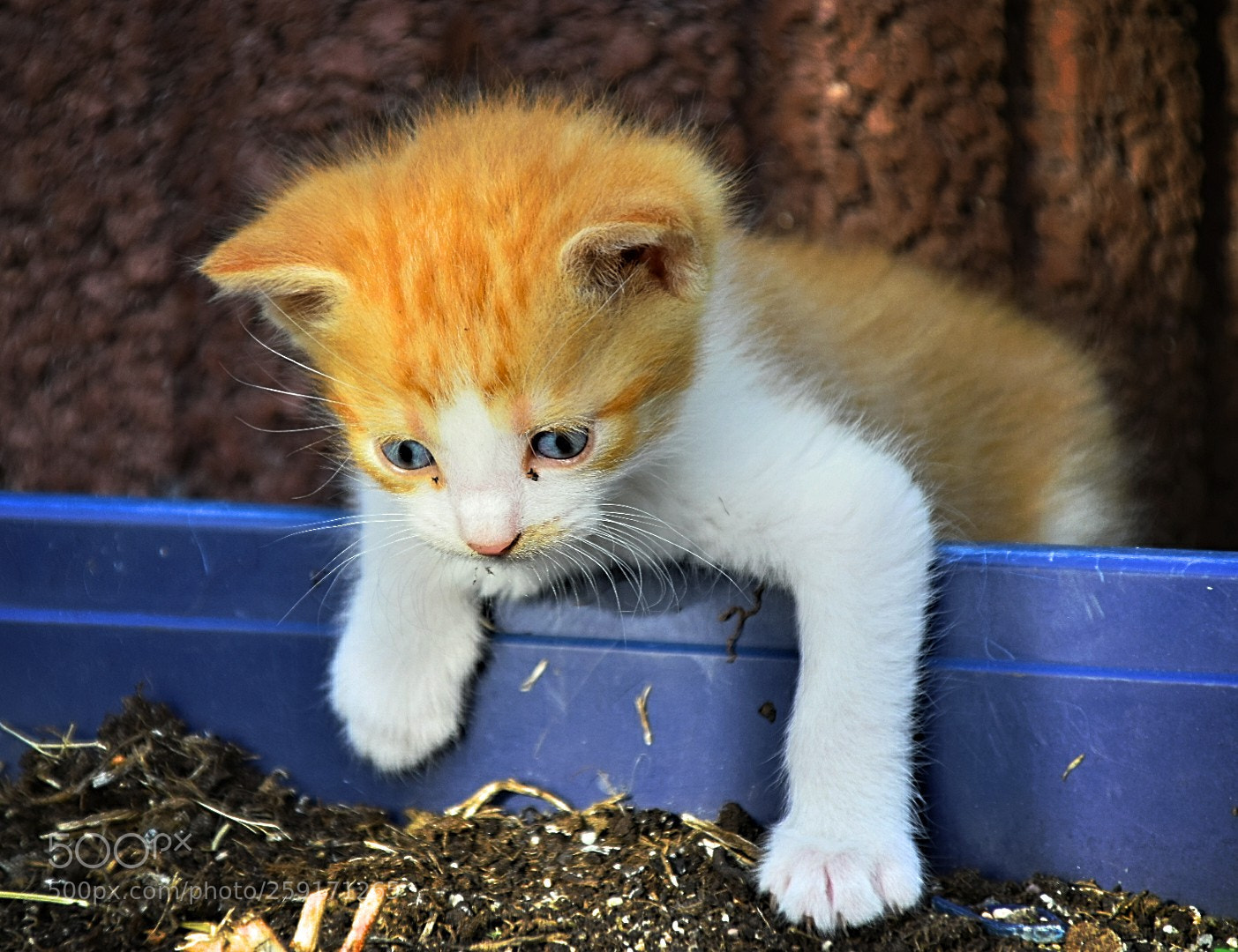 Nikon D5300 sample photo. Ich sehe da irgendwas! photography