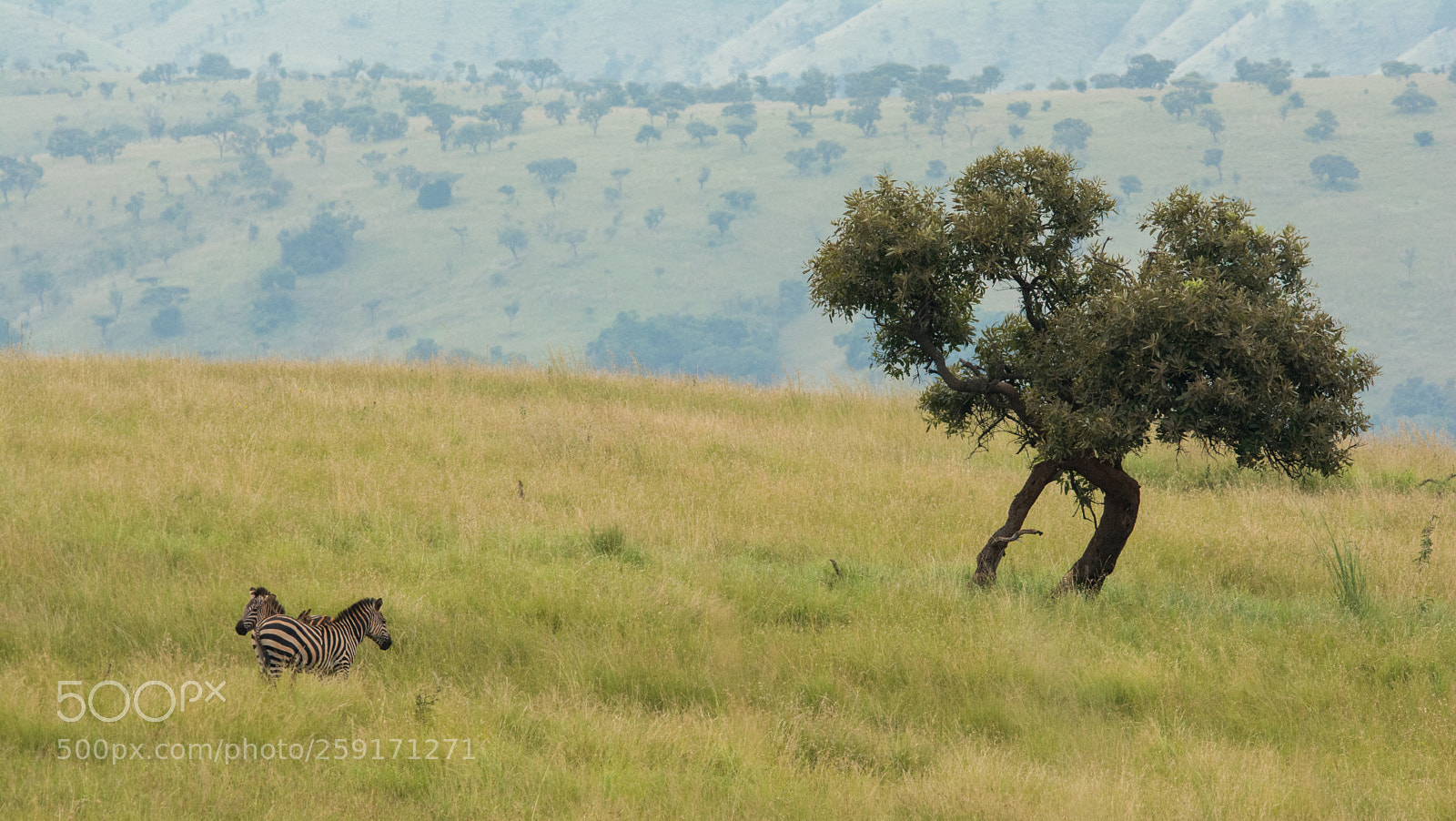 Nikon D7100 sample photo. Zebra camouflage - fresh photography