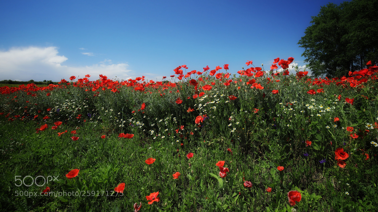 Canon EOS 5D Mark IV sample photo. Flower power photography