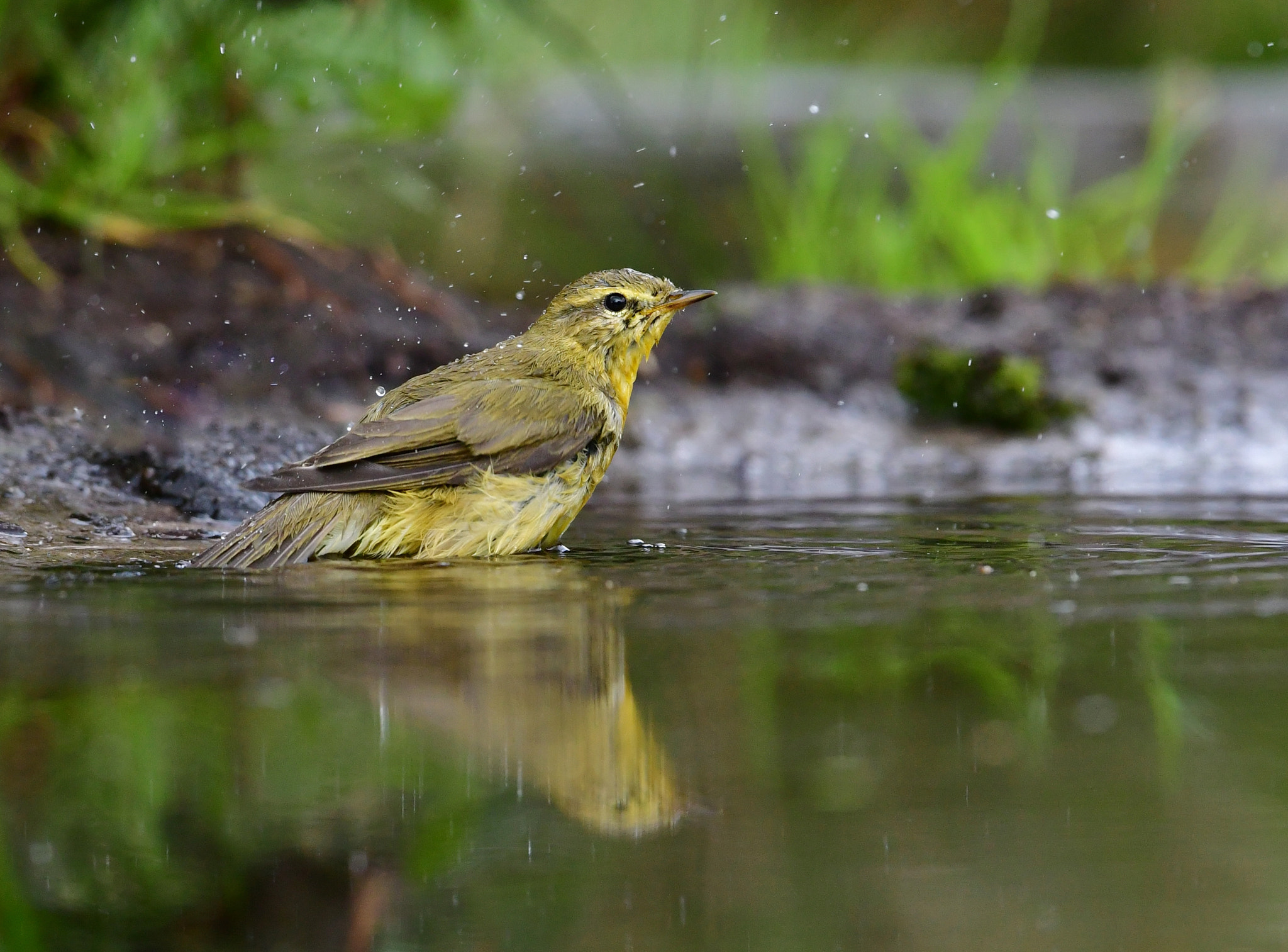 Nikon AF-S Nikkor 500mm F4G ED VR sample photo. Tjiftjaf photography