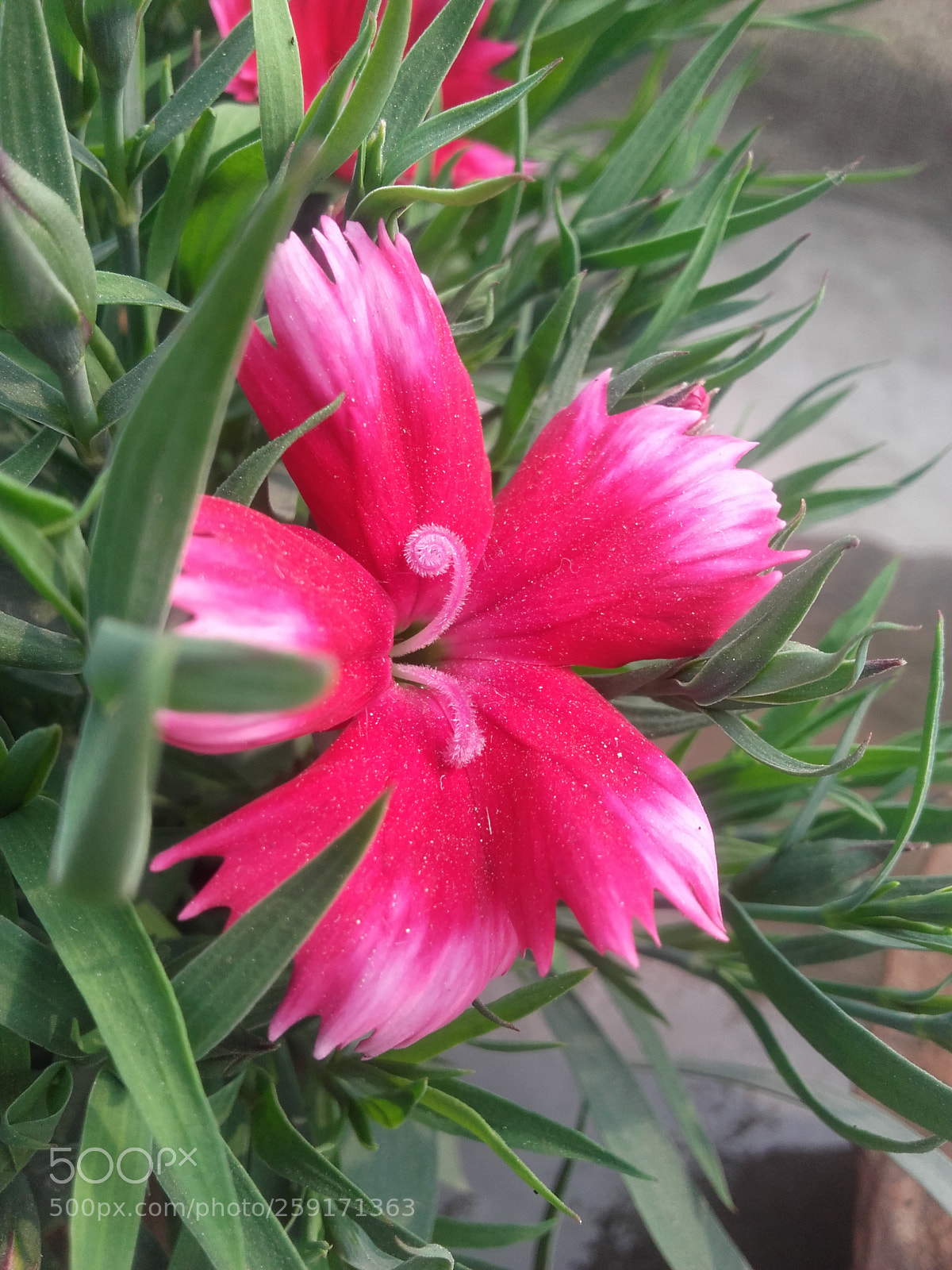 Samsung Galaxy Grand Prime sample photo. Untitled photography
