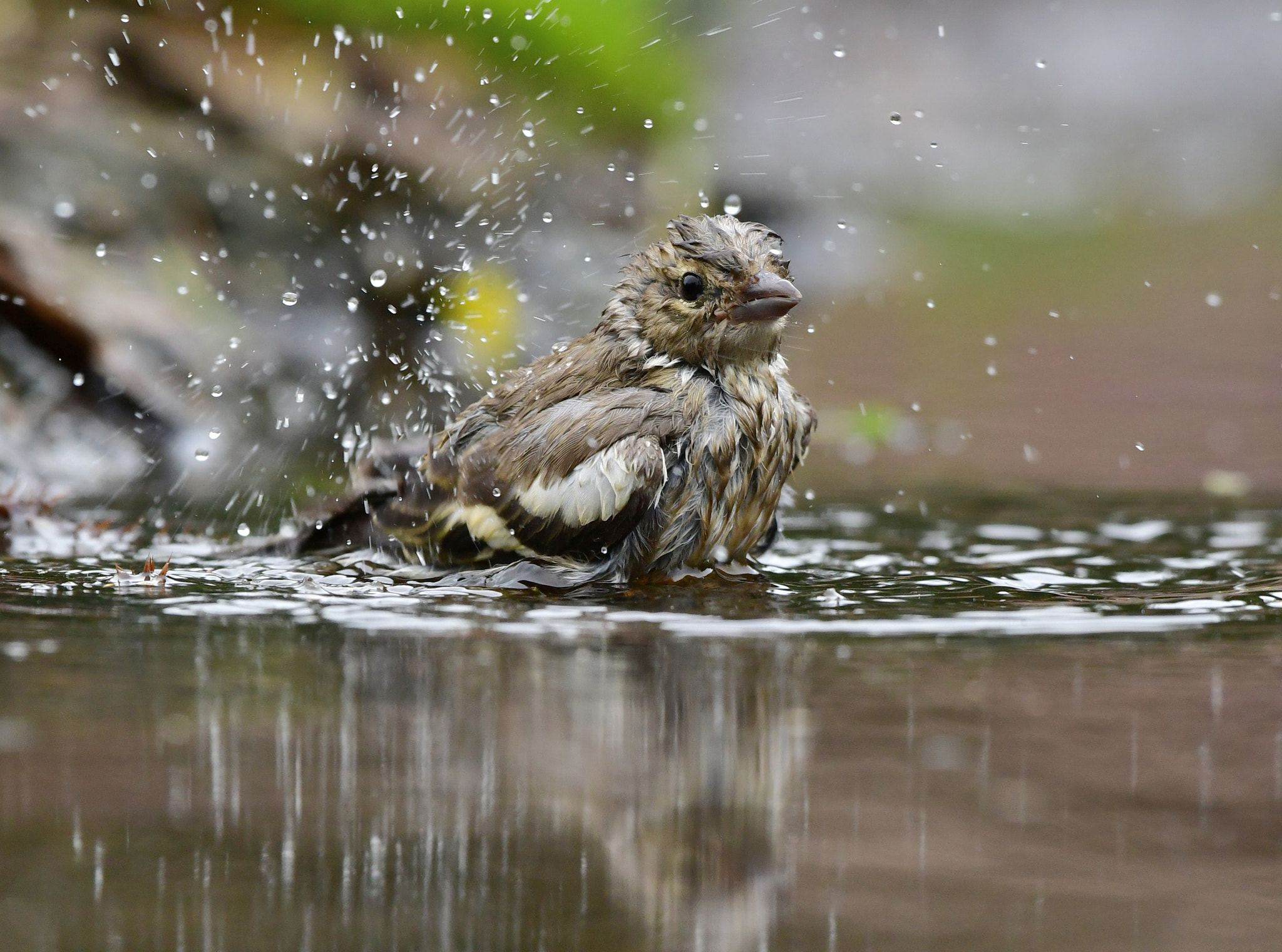 Nikon AF-S Nikkor 500mm F4G ED VR sample photo. Vink photography