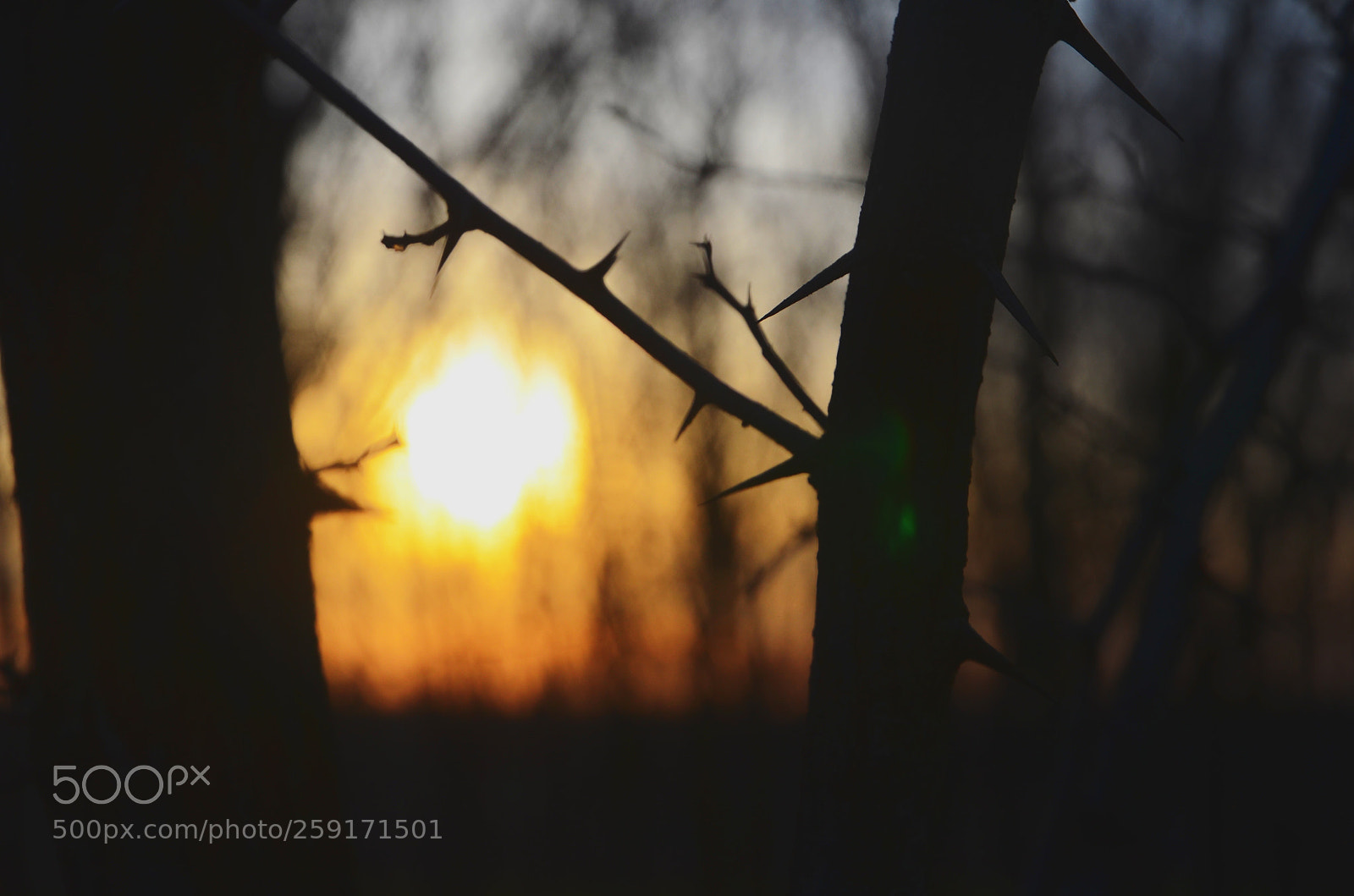 Nikon D5100 sample photo. Branches photography