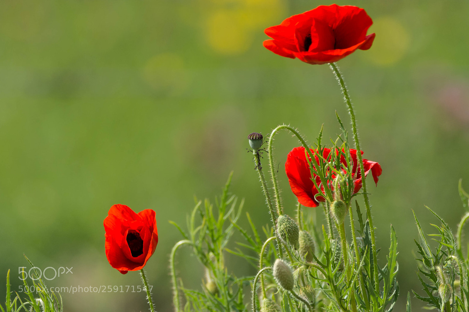 Nikon D7200 sample photo. Coquelicots dans mon jardin photography