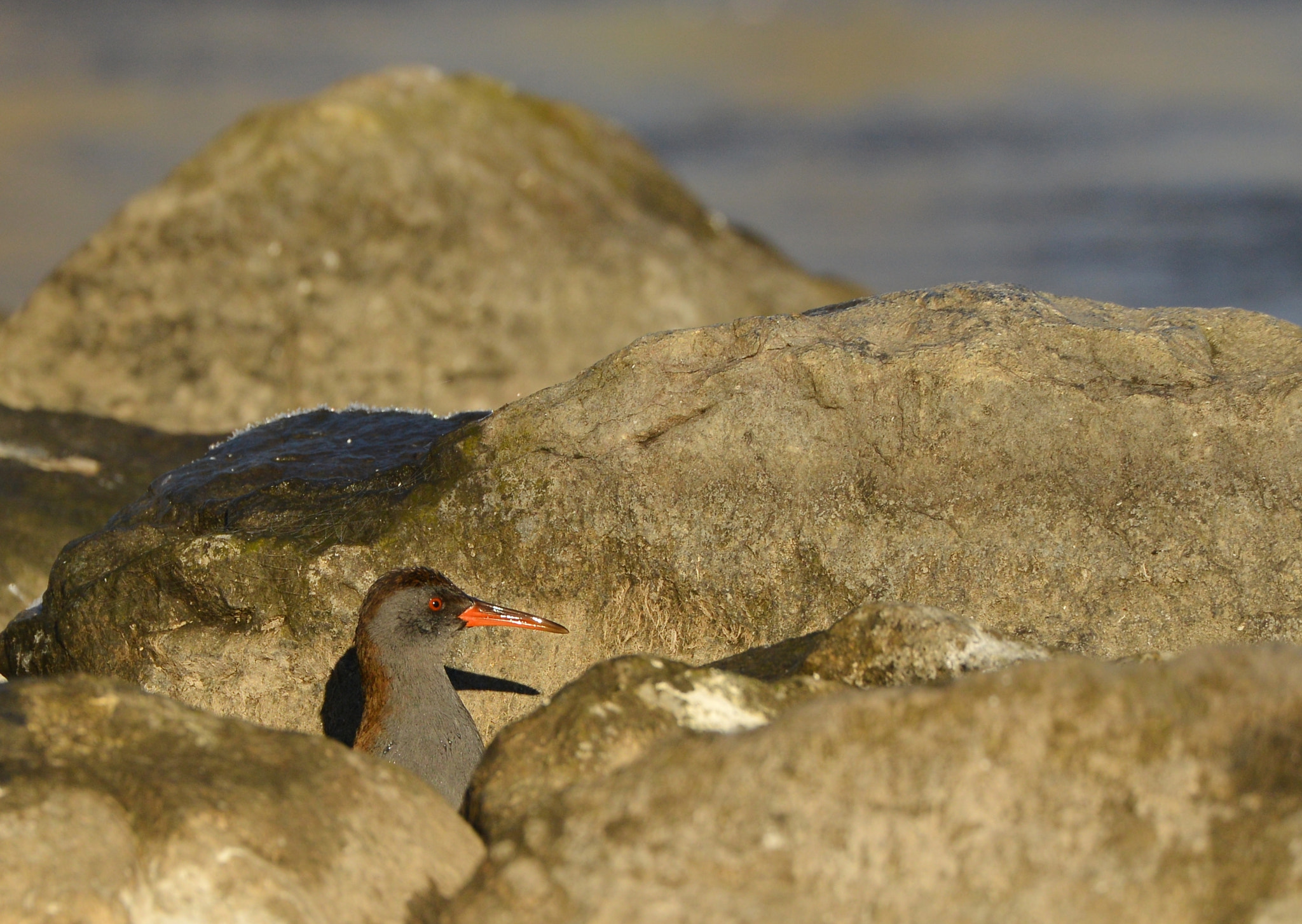 Nikon D600 + Nikon AF-S Nikkor 500mm F4G ED VR sample photo. Waterral photography