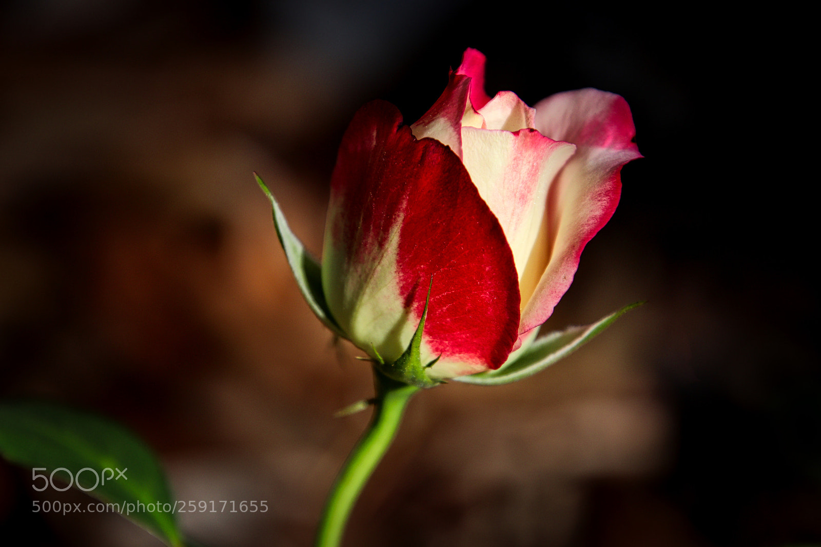Canon EOS 77D (EOS 9000D / EOS 770D) sample photo. Red and white rose photography