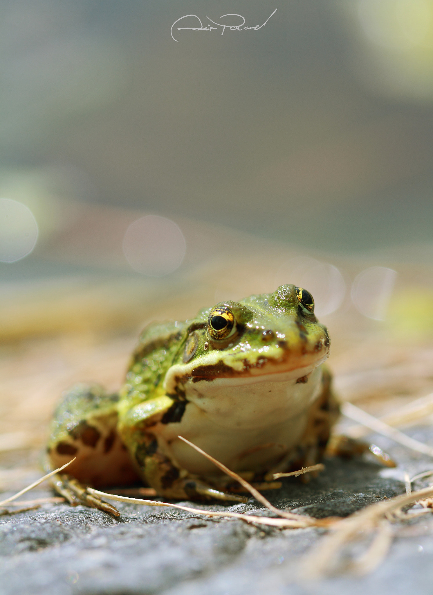 Canon EF 100mm F2.8 Macro USM sample photo. žabka photography