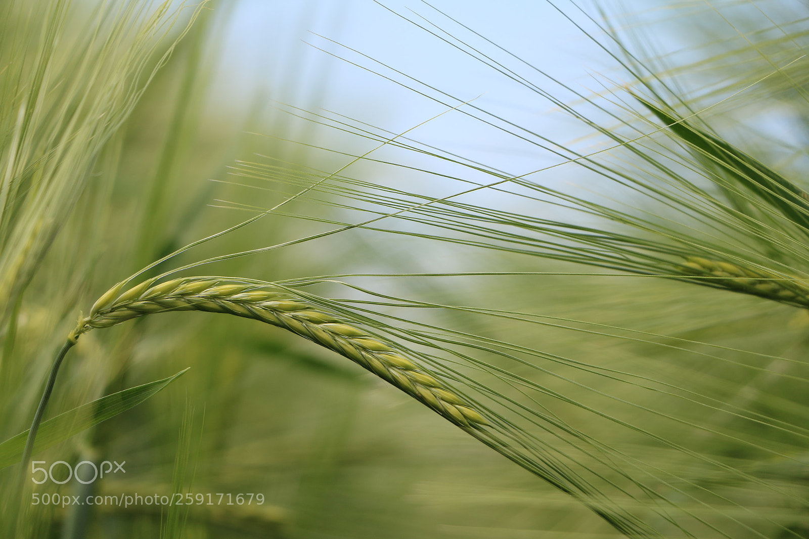 Canon EOS 70D sample photo. Sommergrün photography