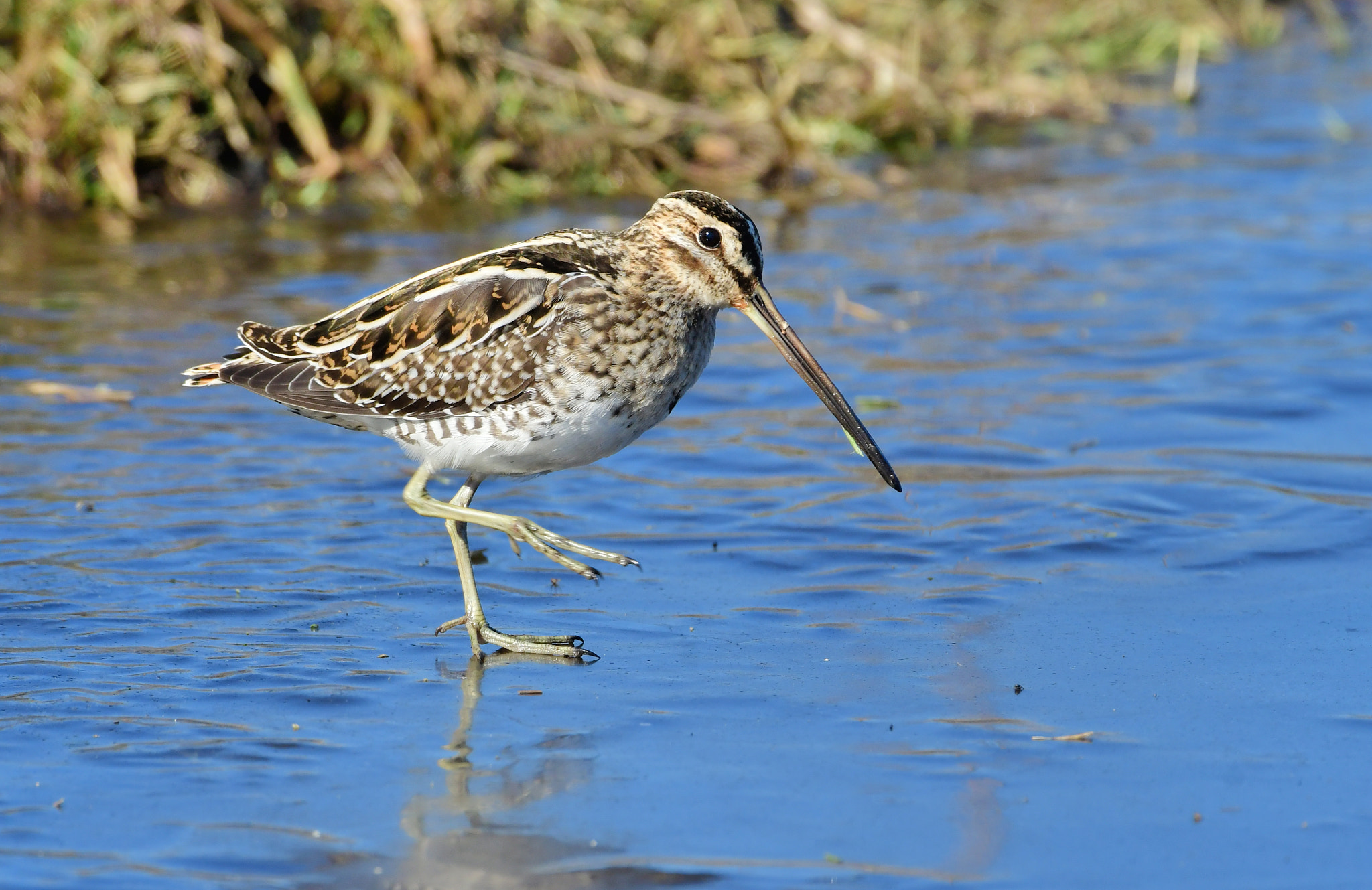 Nikon AF-S Nikkor 500mm F4G ED VR sample photo. Watersnip photography