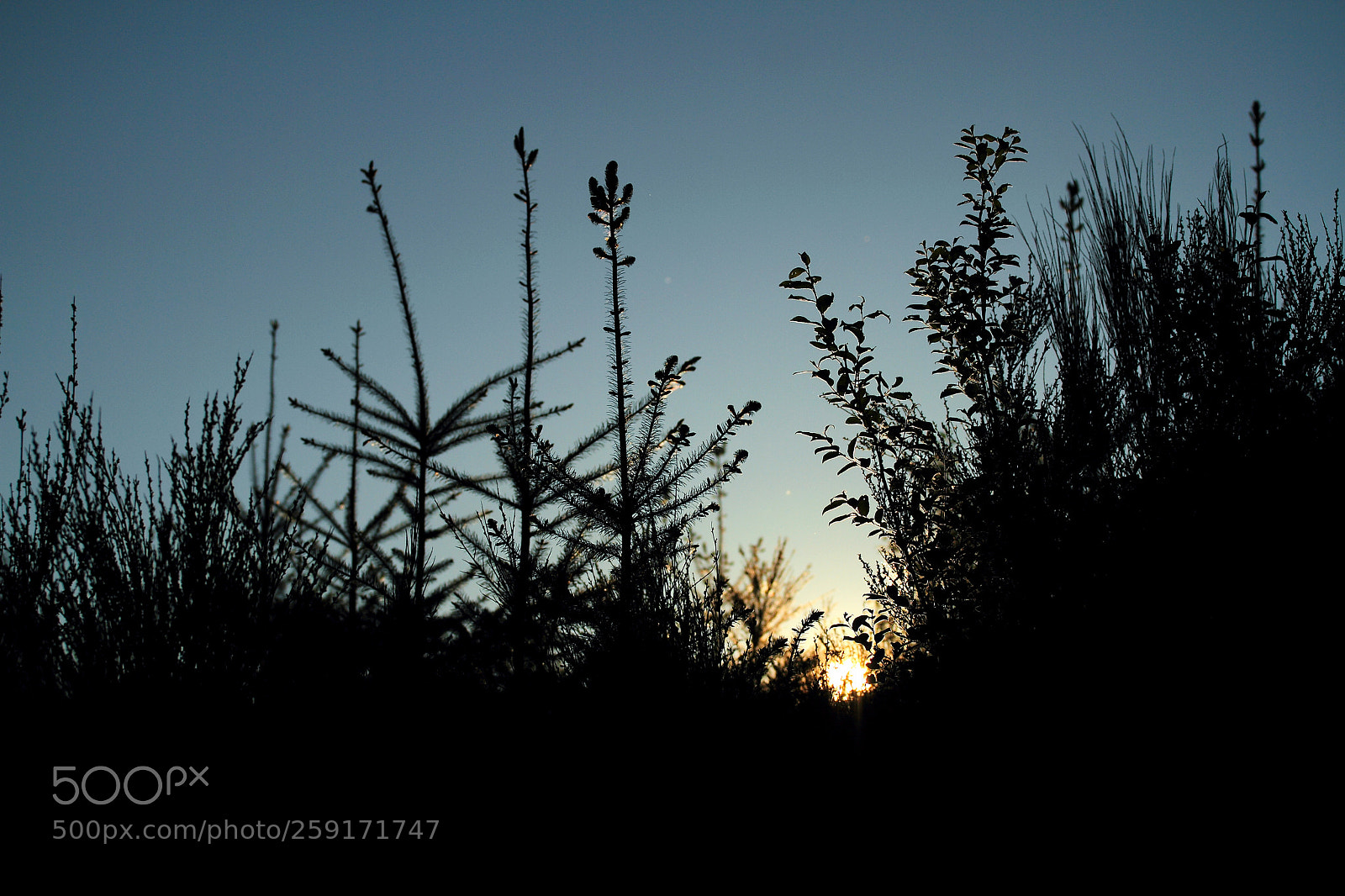 Canon EOS 7D sample photo. Sunset sur jeunes pousses photography