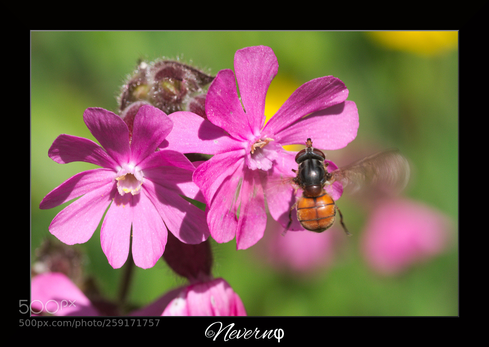 Pentax K-S2 sample photo. Rhingia campestris photography