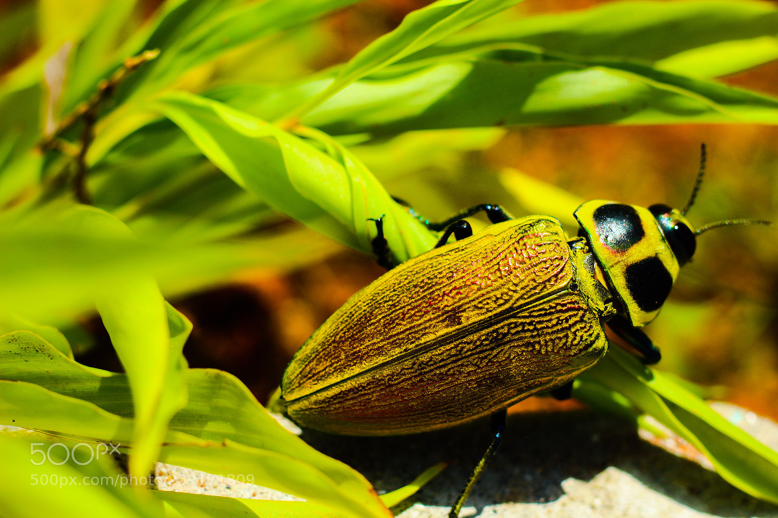 Canon EOS 1300D (EOS Rebel T6 / EOS Kiss X80) sample photo. Beetle photography