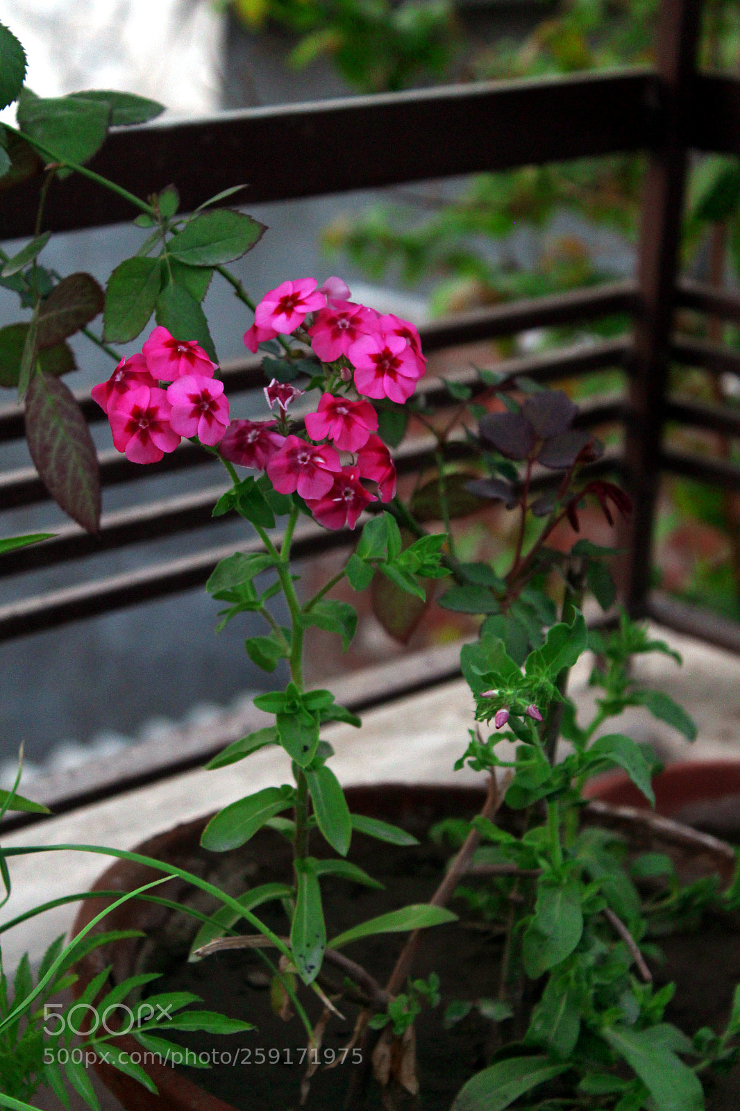 Canon EOS 700D (EOS Rebel T5i / EOS Kiss X7i) sample photo. Pink pretty flower photography